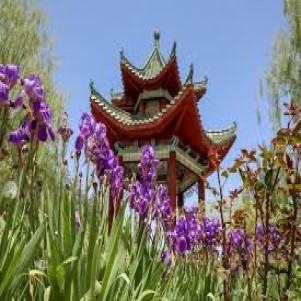 ???? Las flores chinas más importantes en su cultura y significado